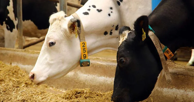 Дальние отгоны будут обживаться