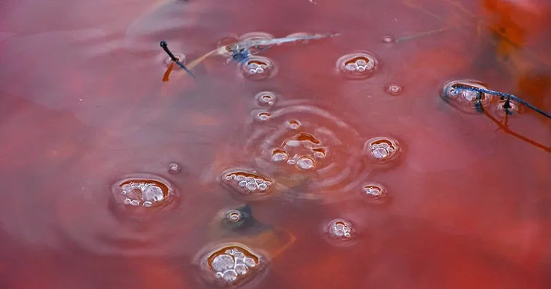 Красная вода в арыках Макинска: экологи нашли источник загрязнения