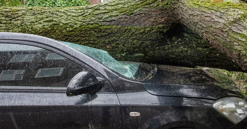 Казахстанка отсудила миллионы после падения дерева на ее автомобиль