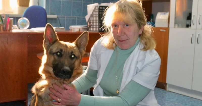 25 жылдық тәжірибе: қызметтік иттердің қамқоршысы