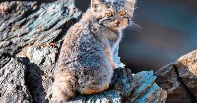 Шарын шатқалында Қызыл кітаптағы сабаншы видеоға түсіп қалды