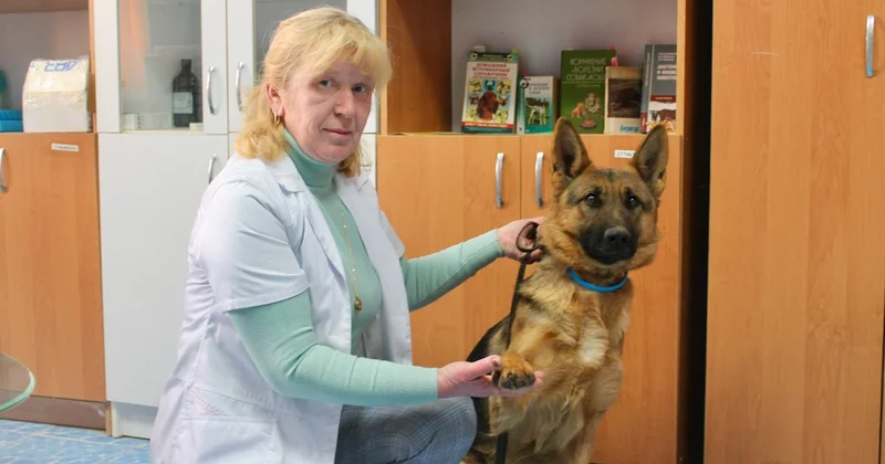 Иісшіл иттердің қамқоршысы кім