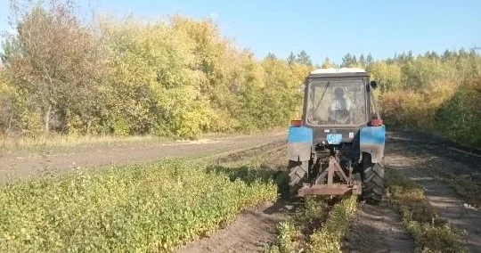 СҚО да биыл 24,5 млн көшет отырғызу жоспарланған