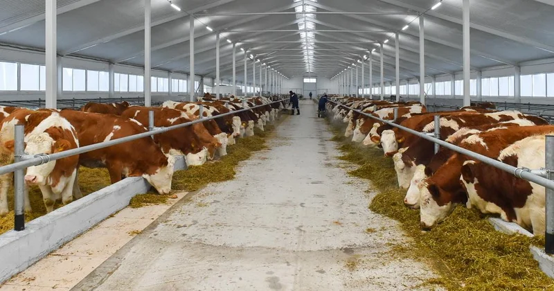 Алтай ауданында автоматтандырылған сүт фермасы іске қосылады