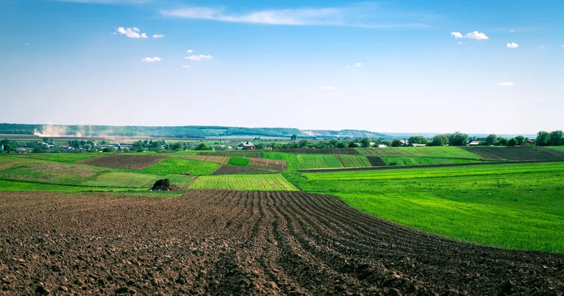 Слава бобу: в Казахстане в 18 раз выросли посевы бобовых