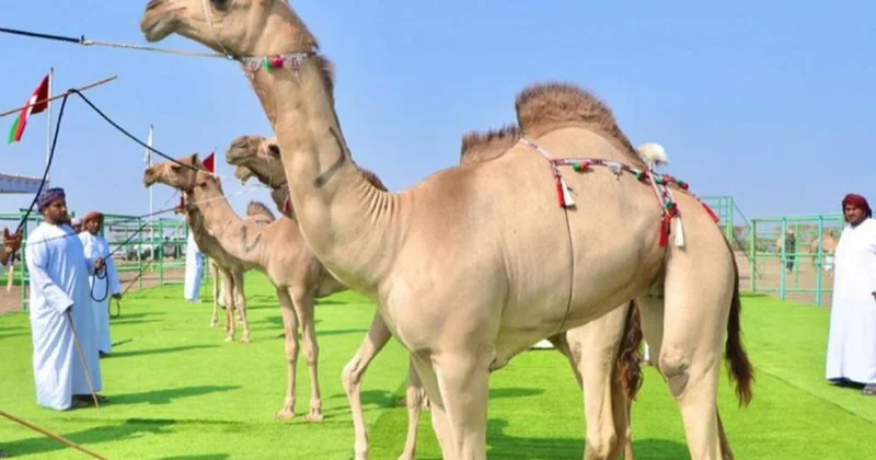 Оманда түйелер байқауынан 20 жануар шеттетілді