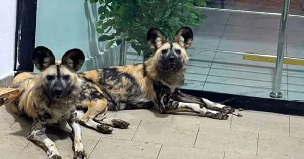 В Карагандинском зоопарке пополнение