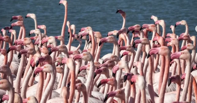 Маңғыстауға қоқиқаздар ұшып келді