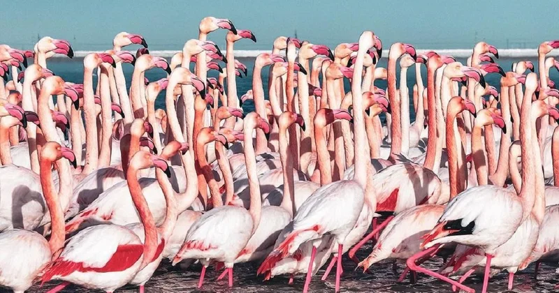 Первые стаи фламинго вернулись в Казахстан (видео)