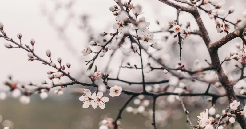 30 градусная жара ожидается на юге Казахстана в выходные