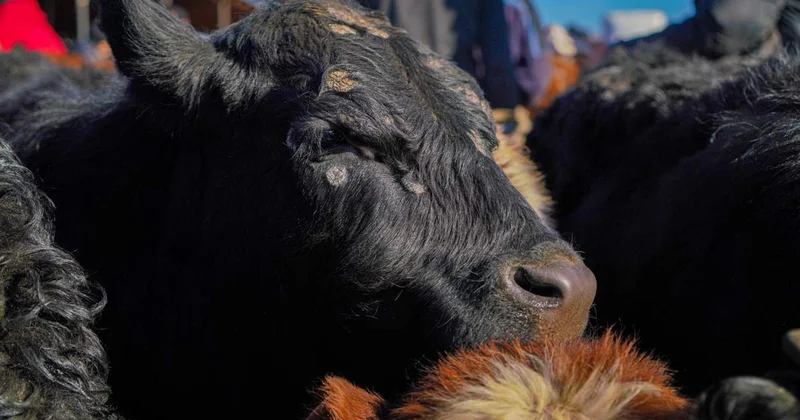 Атырау облысында 7205 ірі қара ауру жұқтырды