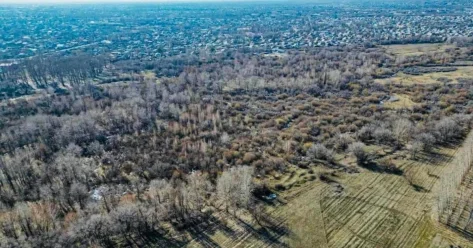 Более ста тысяч гектаров леса поставлены на учет в Актюбинской области