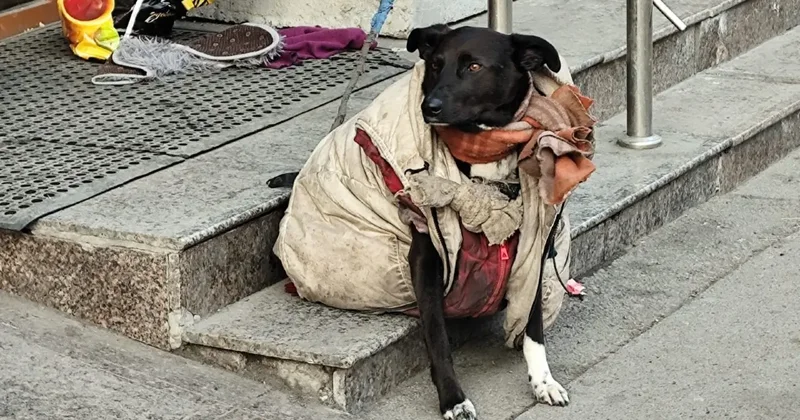 Синдром Плюшкина: как страх бедности приводит к накопительству и психическому расстройству