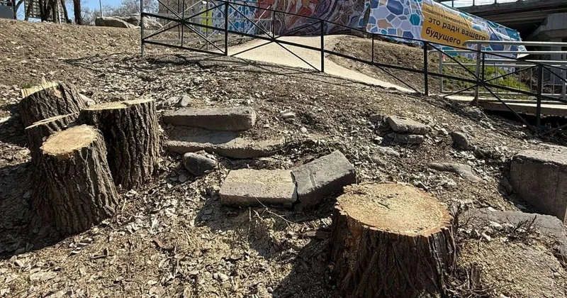 Вырубку деревьев близ реки Есентай объяснили в акимате Алматы