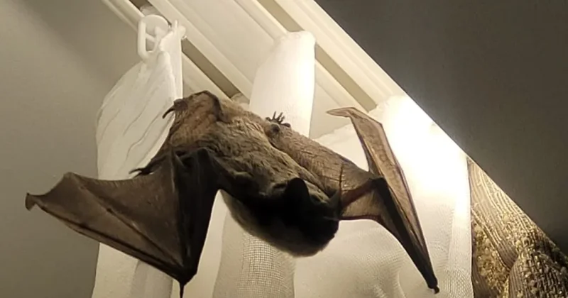 Летучие мыши атакуют квартиры в Астане