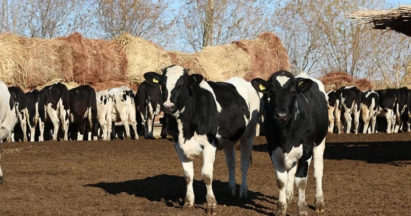 Павлодар облысында аусыл ауруы тіркелген жоқ