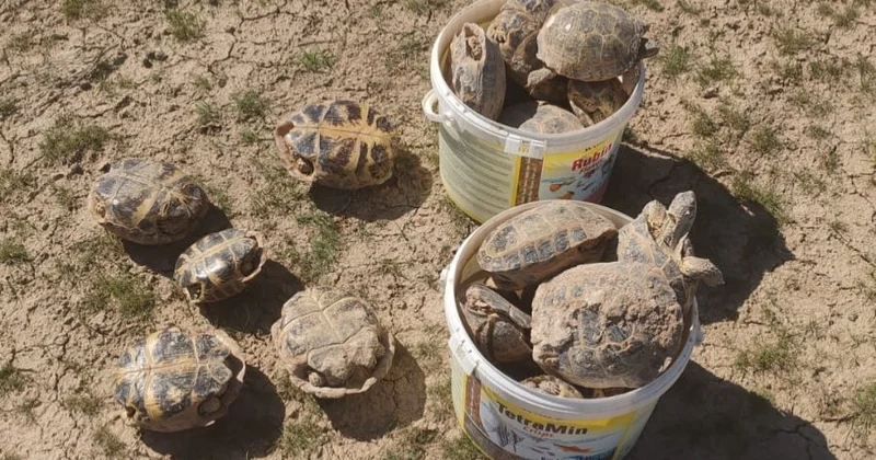 Түркістанда еріктілер 3 мыңнан астам тасбақаны қауіпсіз жерге көшірді