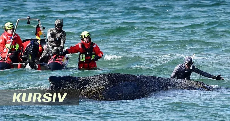 Whale freed after days stranded near Germany’s coast