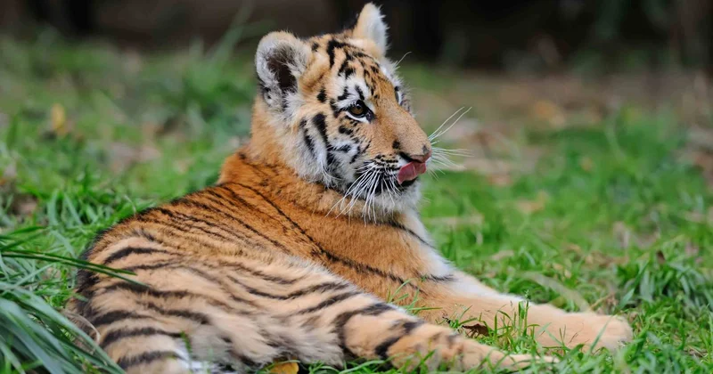 В зоопарке Алматы родились три краснокнижных тигрёнка