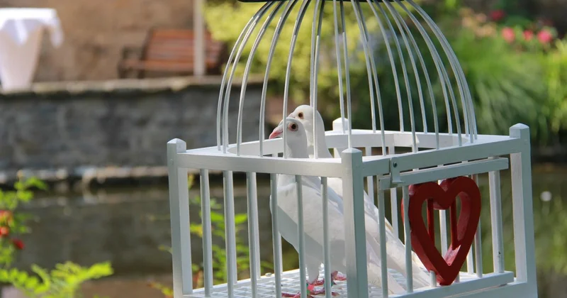 Свадебная традиция оказалась под ударом из за зоозащитников