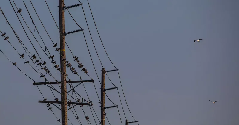 Павлодар облысында мыңнан астам абонент электр жарығынсыз қалды