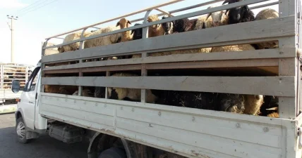 Около 1000 голов скота пытались незаконно вывезти из Казахстана