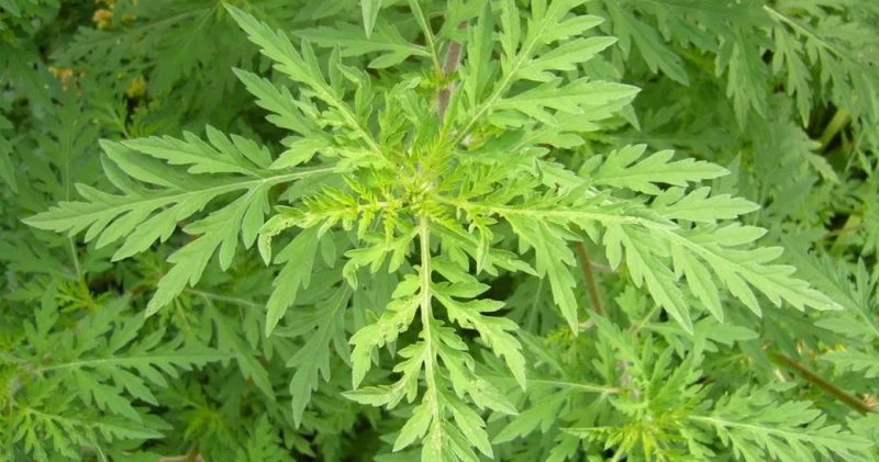 Ресей Федерациясынан әкелінген залалданған өнім анықталды