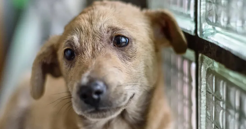 Частный приют для животных продолжит работу в Алматинской области