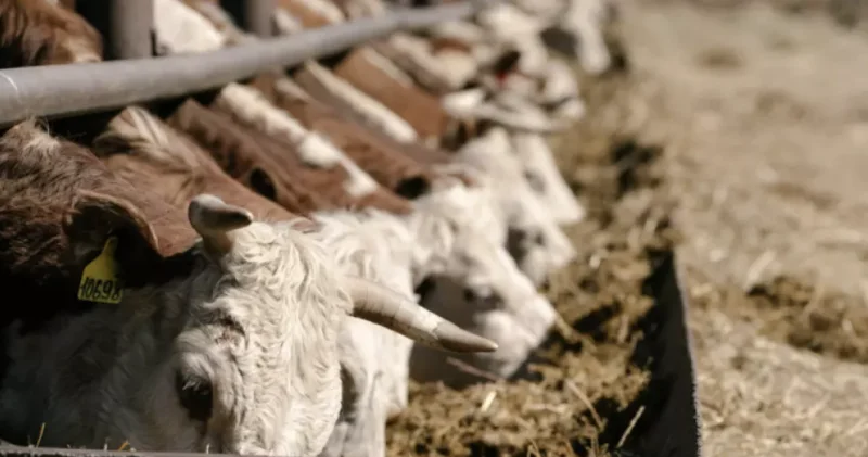 Құтыру ма, әлде аусыл ма? Ресейдегі індет және оның Қазақстан үшін қауіп қатері қандай?