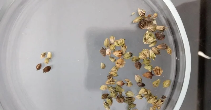 50 тонн заражённого зерна и семян из России пытались завезти в регионы Казахстана