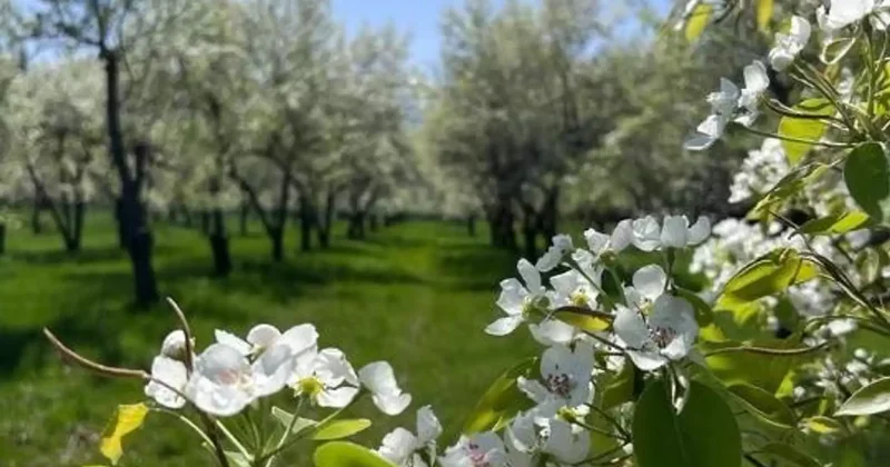 Қазақстанға Нидерландыдан 7 мыңнан астам алма көшеті әкелінді