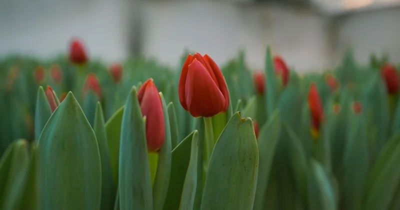 Қызғалдақ мұра 2026 фестивалі: Нидерланд Корольдігі 40 мың қызғалдақ пиязшығын табыстады