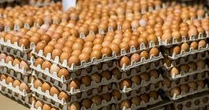Қазақстан жұмыртқа импортына шектеу қойды: Нарықта отандық өнім үлесі артты