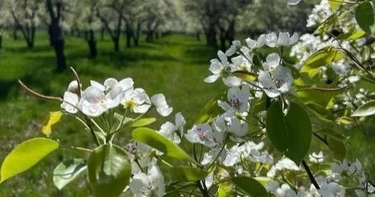 Елде жаңа алма сұрпын жерсіндіру жұмыстары жүріп жатыр