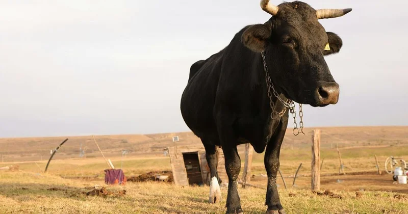 Бдительность состоящего в чатах бизнесмена помогла раскрыть преступление в СКО