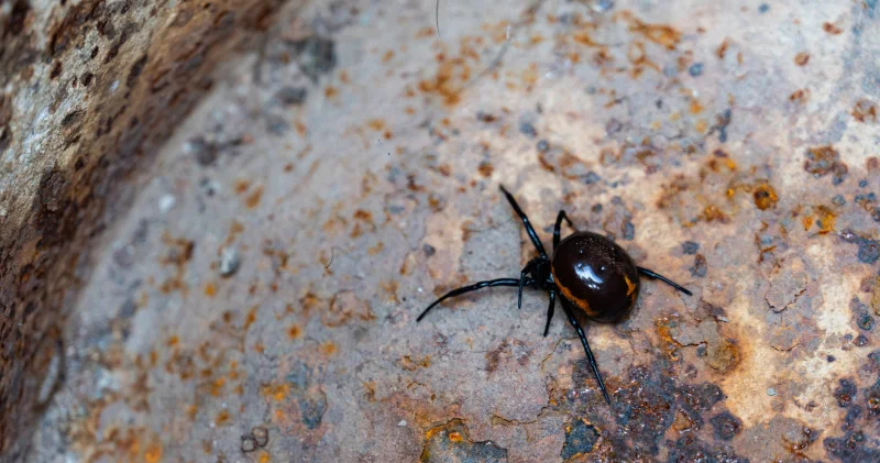 Тістеген жерді сіріңкемен күйдіру керек пе? Сарапшы қарақұрт шаққанда қалай аман қалуға болатынын айтты