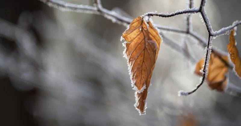 Ауа температурасы 2°C дейін төмендеп, үсік жүреді