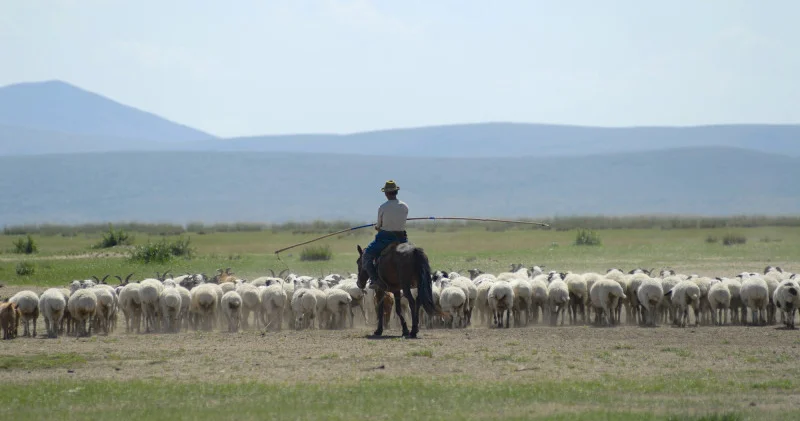 Жалақы миллион теңге. Қытайдағы қойшы бос жұмыс орны үлкен қызығушылық тудырды