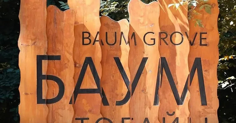 В Алматы неизвестные вырубили клены и акации в роще Баума