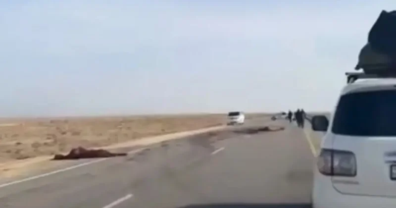 Сразу две машины столкнулись с лошадью на трассе в Мангистау, погибли два человека