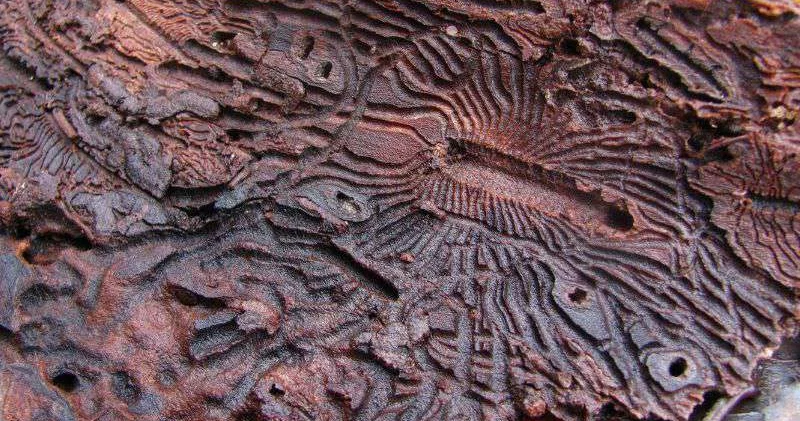 Весь ствол в затейливых узорах