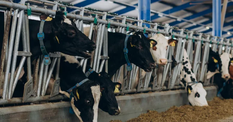 Павлодар облысына жаңа сүт тауарлы ферма үшін алғашқы асыл тұқымды жас малдар жеткізілді