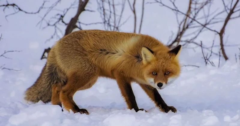 Лисицы вышли к людям