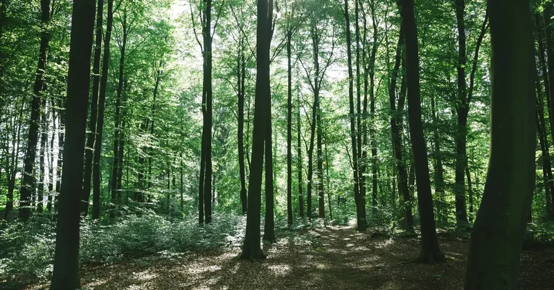 Схему незаконной вырубки леса раскрыли в Костанайской области, 20 человек задержали