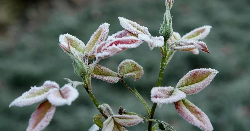 Температурные качели: чего ждать от погоды в Шымкенте