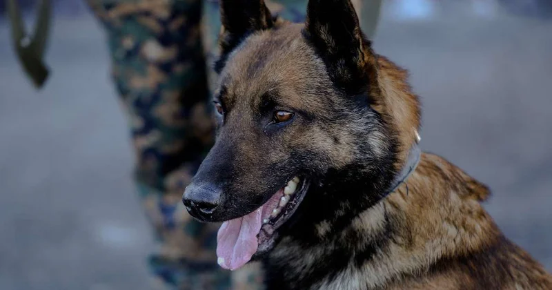 Жителя Шу задержали за хранение гашиша в особо крупном размере