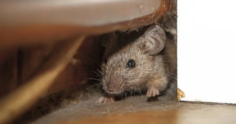 Атырау маңындағы төрт ауылда тышқанға қарсы дезинфекциялау жүріп жатыр