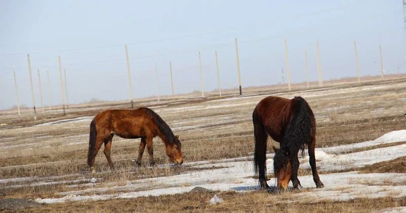 В Улытау раскрыто 15 фактов кражи скота