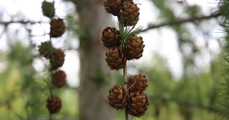 МВД: В Костанайской области незаконно вырубали лес