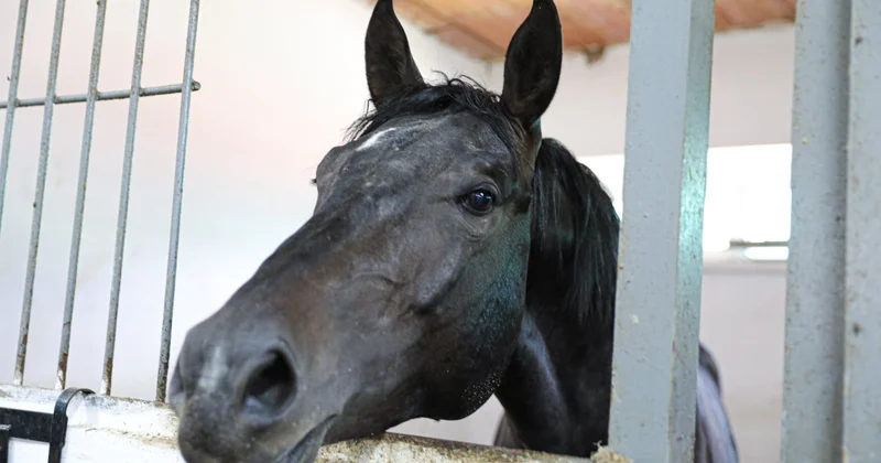 Алматы әкімдігі атышулы ипподромды сатып ала ма